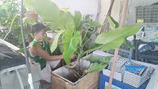 Giant philodendron Domesticum transfer [upl. by Codel]