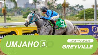 20241016 isiZulu Hollywoodbets Greyville Race 5 won by ZOOMBOMBER [upl. by Rawlinson]