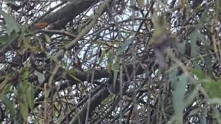 20241112 LJUBLJANA Botanični vrt PASSERIFORMES Carduelis carduelis LIŠČEK [upl. by Philipines]