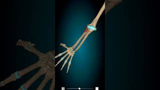 Supination  Supinator muscle3danimation anatomy [upl. by Notsirk]