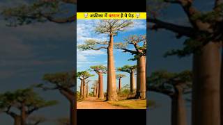 This Tree Became a Boon in Africa 🤯  Facts About Trees shorts himaxbhai facts [upl. by Arze]