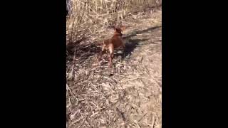 Field Bred Cocker Retrieving Ducks [upl. by Schwab]