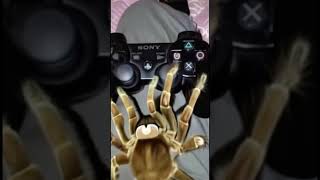 The Spider Plays Video Games 🕷 [upl. by Ennovehs]