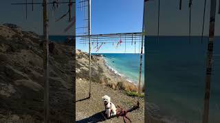 Amazing view  Aphrodite’s Rock Cyprus cyprus doglife travel dogfriendlytravel [upl. by Aitnyc818]