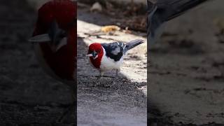 RedCowled Cardinal Paroaria dominicana Wildlife FreeBirds NatureLovers cardinal NatureSounds [upl. by Henebry886]