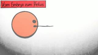 Die vorgeburtliche Entwicklung vom Embry zum Fetus  Biologie  Humanbiologie [upl. by Assina]