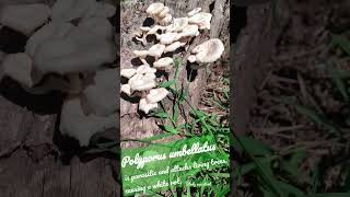 Polyporus umbellatus [upl. by Vina]