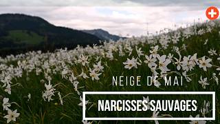 Narcisses Sauvages aux Pléiades Suisse  Voyage en Train Scénique amp Neige du Mai suisse shorts [upl. by Lenahs]