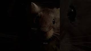 👀 Милая мышка 💀 V2lik кино animals haunted shorts фильм [upl. by Nilla]