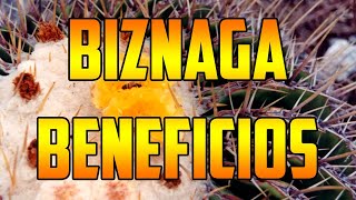 BIZNAGA benefits Echinocactus platyacanthus ¿PARA QUE SIRVE Usos🌿 plants 🌿 video nature VIZNAGA [upl. by Leonanie909]