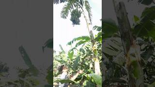 How to harvesting are banana ep 315 Short trending viral banana food agro 🍌🍌 [upl. by Sisile]