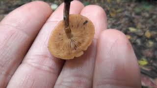 I found a deadly fungus Galerina marginata and I lost the track of my thoughts [upl. by Quar]