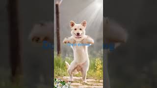 DOG IS DANCING kumitanngwalangpuhunan [upl. by Euginimod]