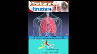 The Lungs I Structure I Biology penacademy [upl. by Idnat]