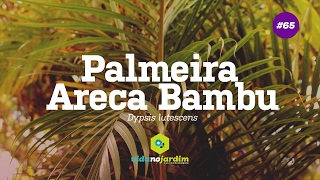 Palmeira areca bambu 65  Dicas rápidas [upl. by Ansaev]