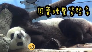 圓寶睡覺姿勢多，模樣好可愛熊貓貓熊The Giant Panda Yuan Yuan and Yuan Bao台北市立動物園 [upl. by Yenattirb]