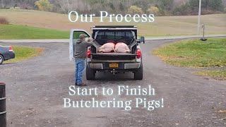 full video Start to finish Butchering Pigs life of a Butcher Processing Pigs [upl. by Eitra]