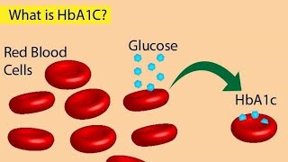 HbA1C Test Glycosylated Hemoglobin Test for Diabetes [upl. by Aridatha]