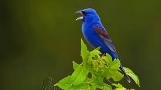 Burung Master  Kicauan Merdu Burung Blue Grosbeak Passerina Caerulea [upl. by Nnahgaem298]