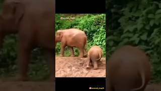 खातापिता जीव चाललाय🤣😂😀😅 shots viral comedy karamativlog funnyanimals funny [upl. by Ludlow]