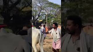 Pollachi tamil song pollachi tamilshorts love animals kerala music tamilnadu [upl. by Lelah]