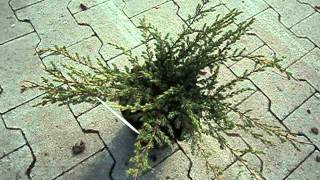 Juniperus communis Repanda [upl. by Niel329]