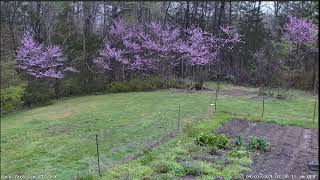 LIVE Deer Cam Virginia [upl. by Monahon330]