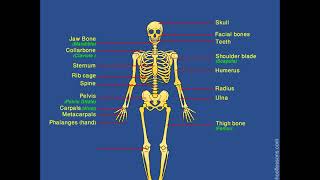 Skeletal System  Human Skeleton  Label Human Skeleton [upl. by Starks]