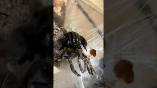 Tarantula Moulting [upl. by Air]