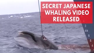 Shocking Japanese whaling footage shows barbaric hunt in Australian whale sanctuary [upl. by Arita873]