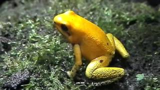 Phyllobates terribilis  Schrecklicher Pfeilgiftfrosch [upl. by Siraved835]