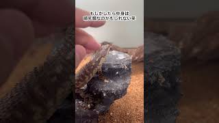 撫でられて満更でもないトカゲ爬虫類 reptiles トカゲ lizard ヒナタヨロイトカゲ shortsTropical Girdled Lizard [upl. by Suryt]