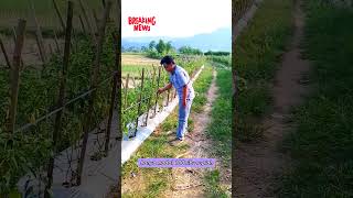 pemuda sukses bertani cabe comedy funny lucu [upl. by Nnainot109]