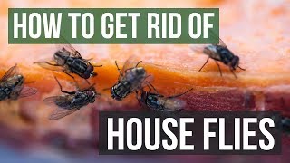 How to Get Rid of House Flies 4 Simple Steps [upl. by Coleville]