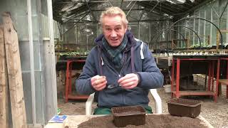 How to grow lobelia from seed part 1 stinkyditchnursery750 Jan ‘22 [upl. by Arracot]