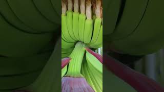 Dwarf Cavendish Banana Tree is fruiting bananas [upl. by Donielle]