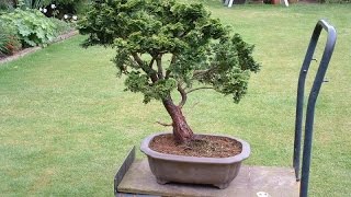 False Cypress Chamaecyparis Bonsai Tree [upl. by Anawak976]