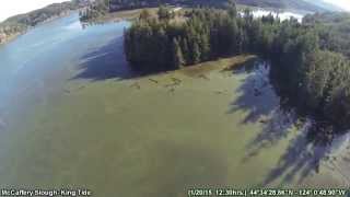 Yaquina Bay McCaffery Slough King Tide [upl. by Colly]