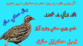 female quail calling maadi batair ki karik batair ki awaz quailforyou 2024 batair viral بٹیر [upl. by Leinahtan]