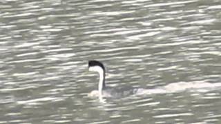 Western Grebe Advertising [upl. by Sherye]