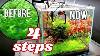 4 Steps For an Algae Free Aquarium in 5 Days [upl. by Helen]