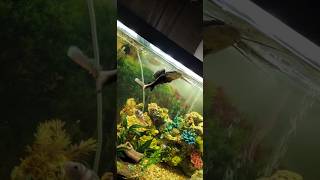 Redtail Catfish Feeding on Bloodworms [upl. by Graeme319]