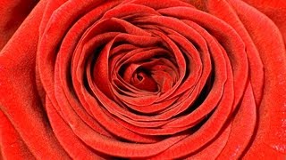 Time Lapse Flower Blooming Rose With Fading  Zeitraffer Video Blühende Rote Rose [upl. by Nedaj672]