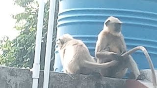 হনুমানের উকুন বাছা 😂 mother amp child sweet relation🐒 [upl. by Nari]