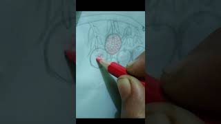 Litchi drawing  How to draw litchi easily  Kona drowning academy00 art drawing [upl. by Ronel]