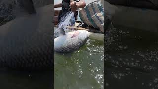 fishing fiish beachfishing fish filefish carpfishing fihing carp fiahing videogama [upl. by Llirrehs]