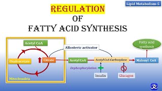 5 Regulation of Fatty Acid synthesis  Lipid Metabolism5  Biochemistry  NJOY Biochemistry [upl. by Rebak]