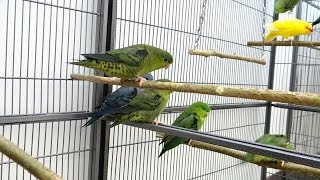 Lineolated Parakeets  Linnies [upl. by Ativoj]