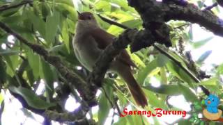 kicau burung sikatan londo liar maut [upl. by Dennie210]