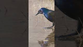 Common Grackle Hunting Prey from Water shorts [upl. by Inge532]